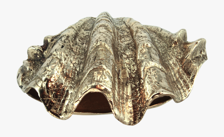 Conch, HD Png Download