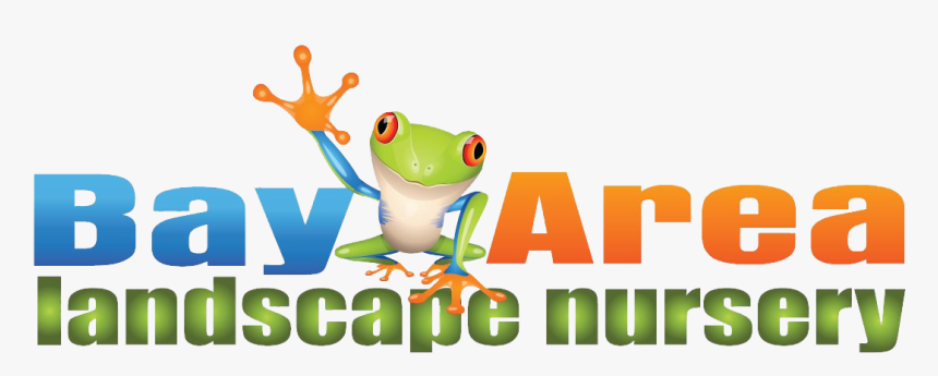 Garden Center, Landscape Design & Irrigation System - Red-eyed Tree Frog, HD Png Download