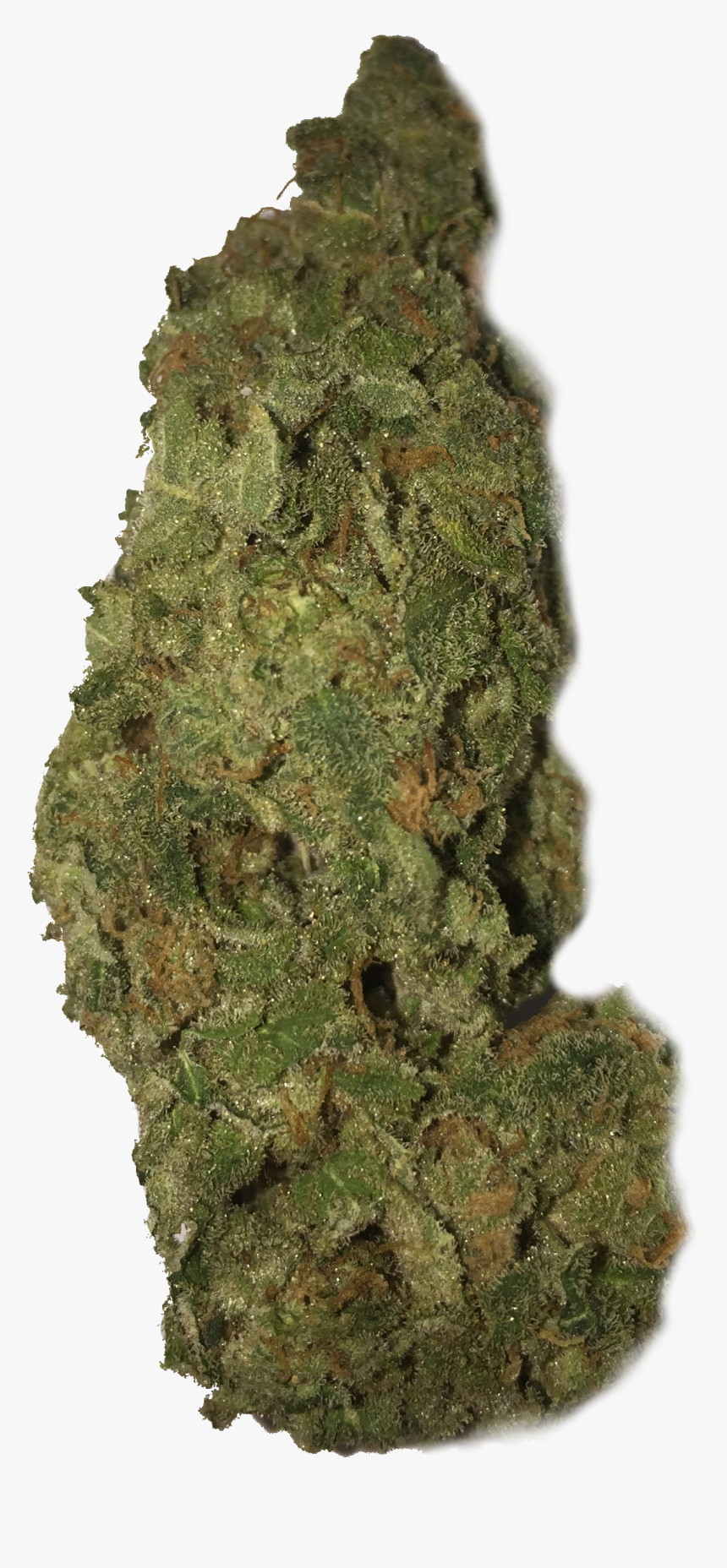 Moss, HD Png Download
