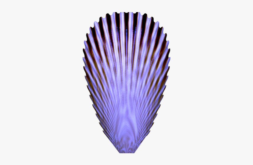 Seashell, HD Png Download