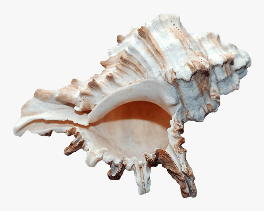 Clam - Png Seashell, Transparent Png