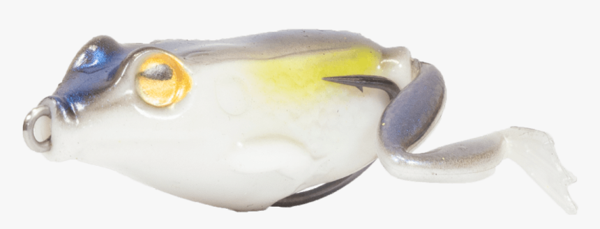 Frog, HD Png Download