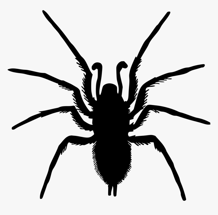 Spider Drawing Png, Transparent Png