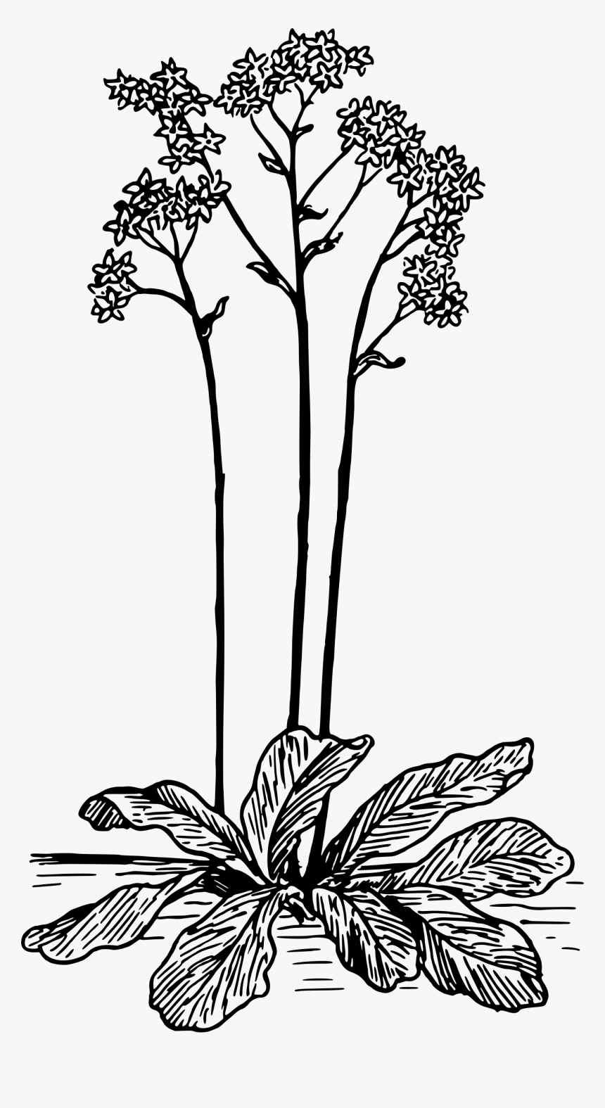 Saxifrage Clip Arts - Saxifraga Clipart, HD Png Download