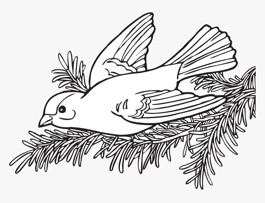 Coloring Book Willow Goldfinch Clip Arts - Coloring Book Transparent, HD Png Download