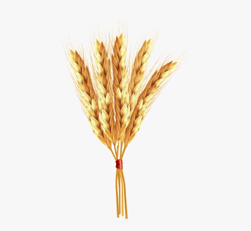 Wheat Clipart Clear Background Einkorn Transparent - Portable Network Graphics, HD Png Download