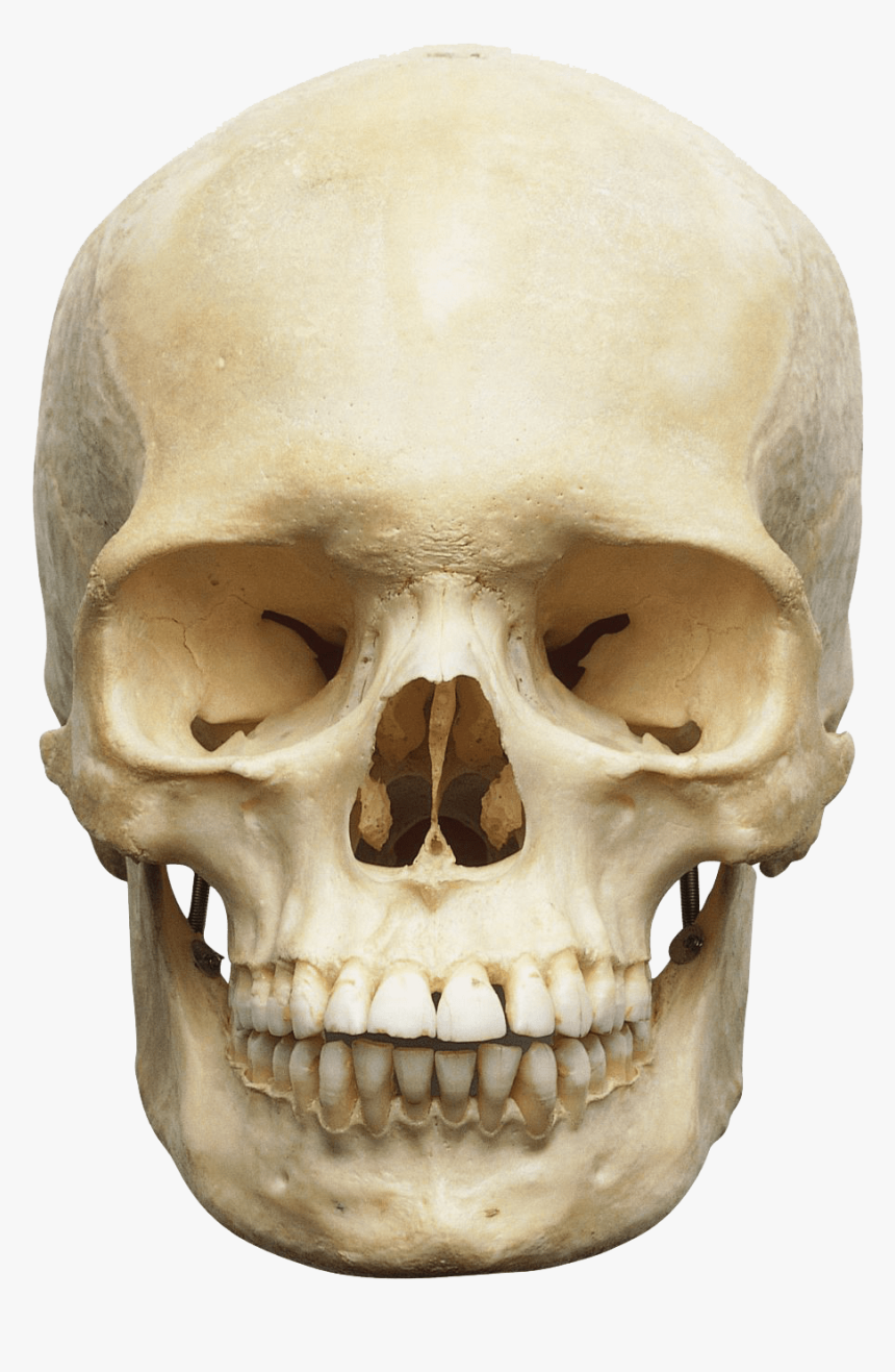 Skull Png Image, Transparent Png