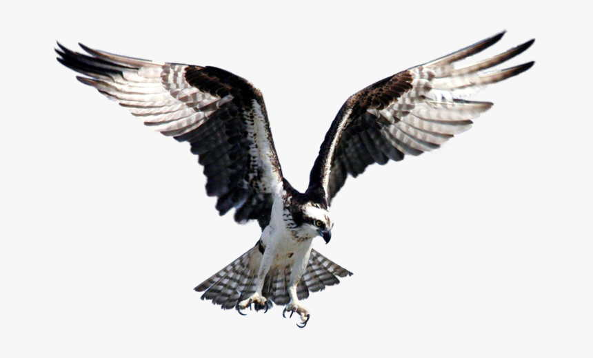 Clip Art Seahawk Bird Images - Osprey Bird, HD Png Download