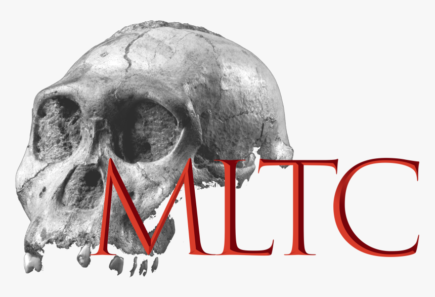 Skull, HD Png Download