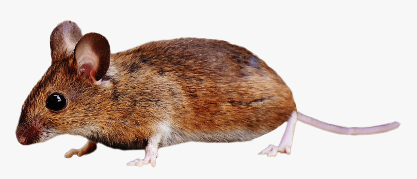 Brown Mouse Standing Png Image - Rat Transparent, Png Download