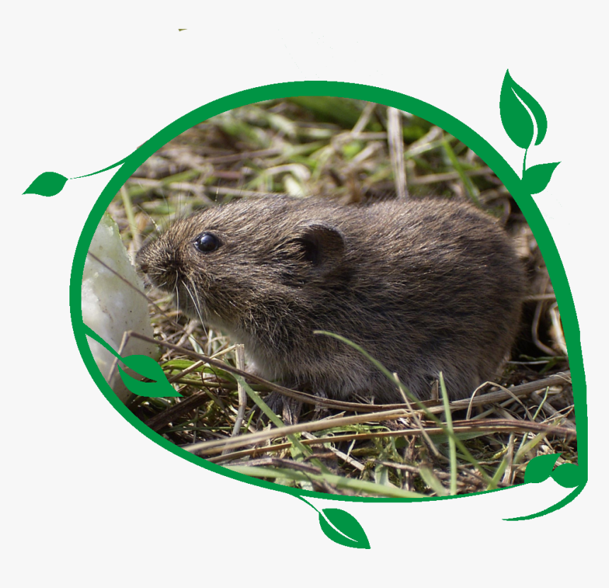 Mouse - Rongeur Dans Mon Jardin, HD Png Download