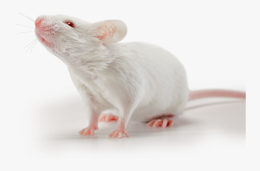 White Small Mouse, HD Png Download