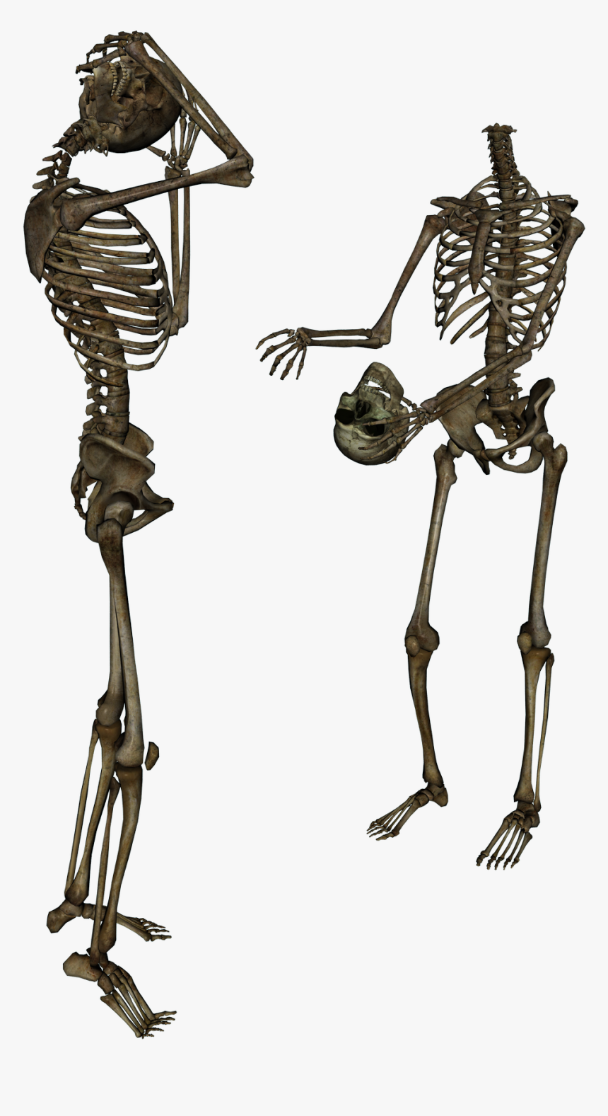 Human Skeleton Transparency And Translucency Clip Art - Surrenderdorothy Bones, HD Png Download