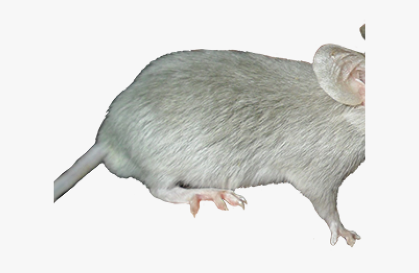 Marsh Rice Rat, HD Png Download