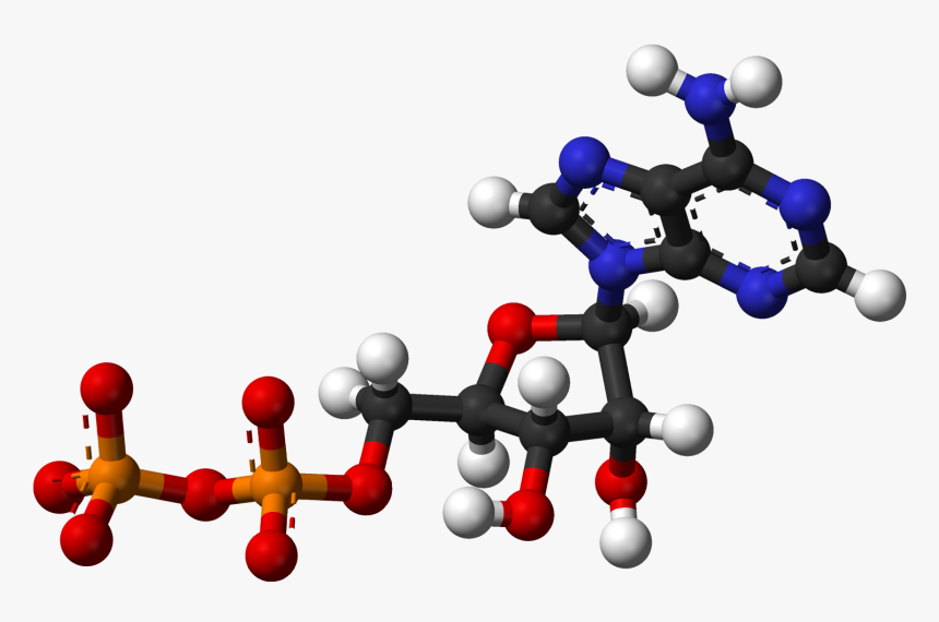 Adp Ballandstick - Ball And Stick Model Of Nucleic Acid, HD Png Download