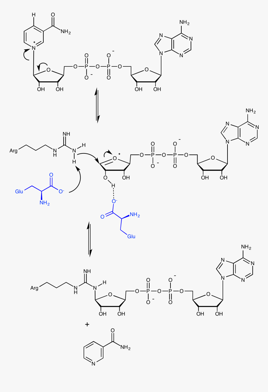 Adp Ribosylation Mechanism - Poly Adp Ribosylation, HD Png Download