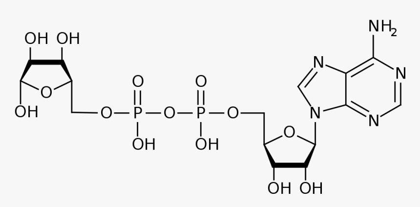 Poly Adp Ribose, HD Png Download