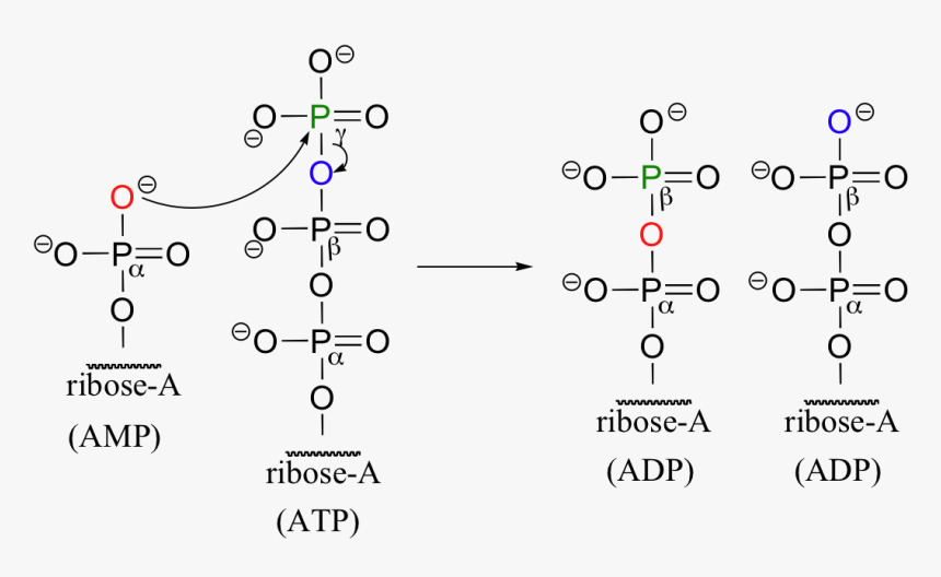 Image096 - Amp To Atp Reaction, HD Png Download