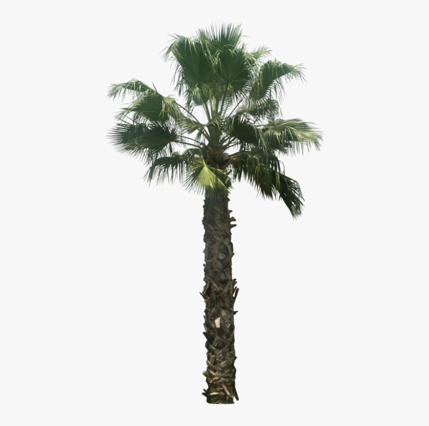 Washingtonia Palm Tree Png - Date Palm Tree Png, Transparent Png