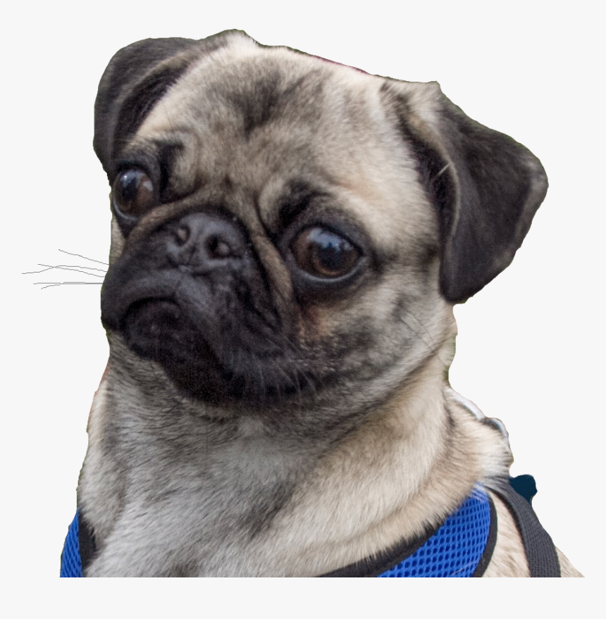Minecraft Curseforge - Pug - Pug, HD Png Download