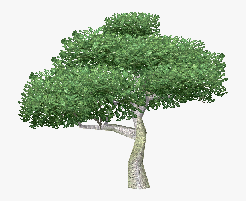 Free Image Of Tree , Png Download - Large Tree Png, Transparent Png