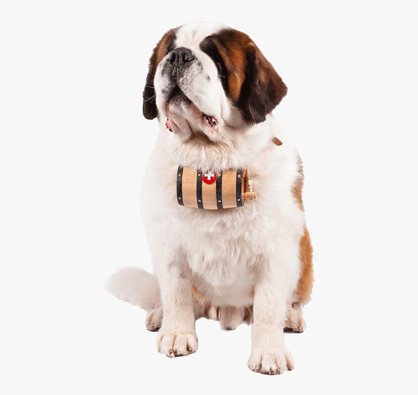 Dog Catches Something, HD Png Download
