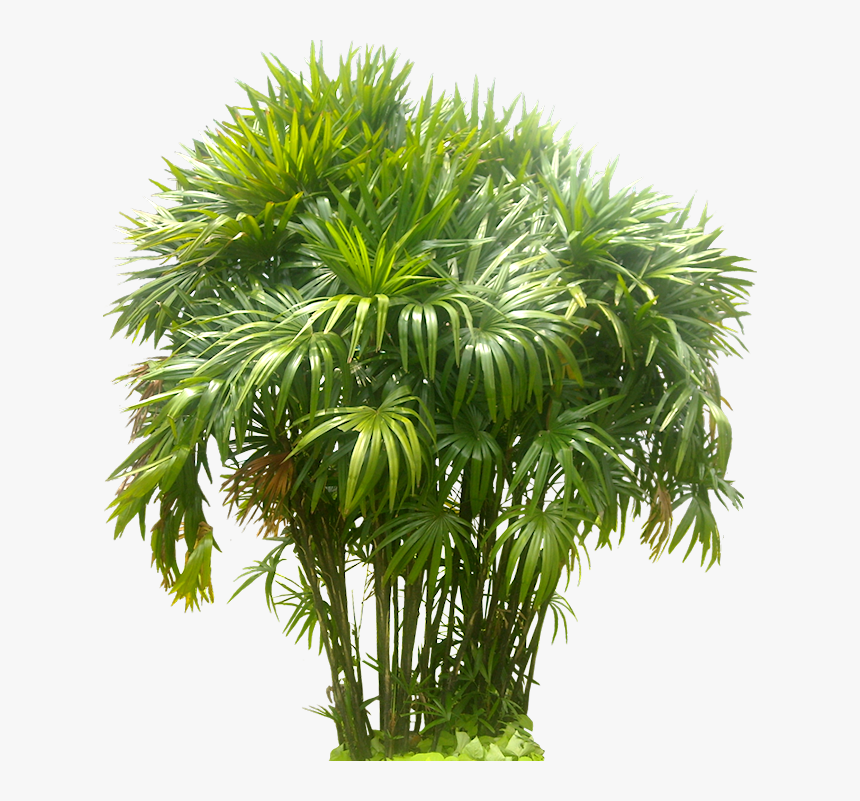 Rhapis Tree Png Image - Transparent Background Palm Tree Images Png, Png Download