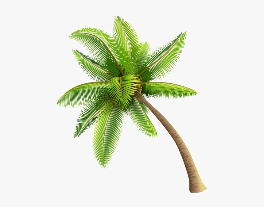 Coconut Tree Png Image Background - Coconut Tree Transparent Background, Png Download