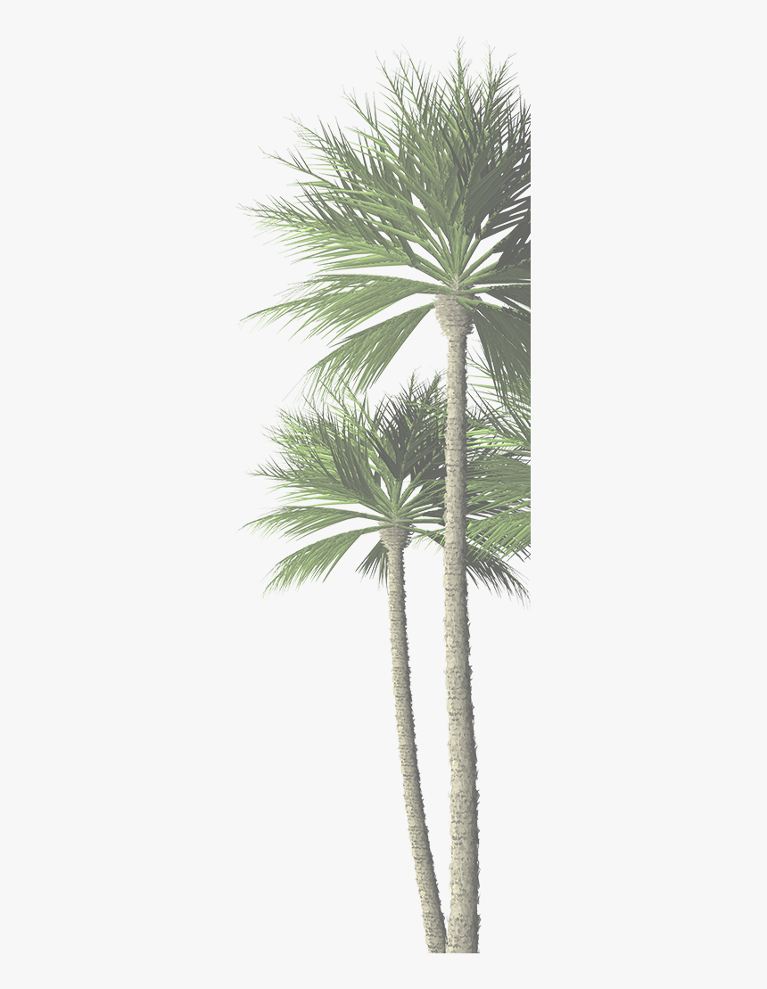 Com Palm Tree - Date Palm, HD Png Download