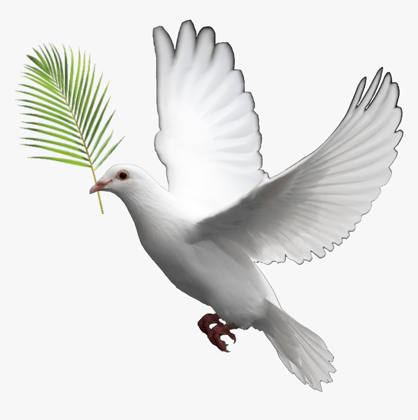 Transparent Dove Clipart Png - Transparent Background Dove Png, Png Download