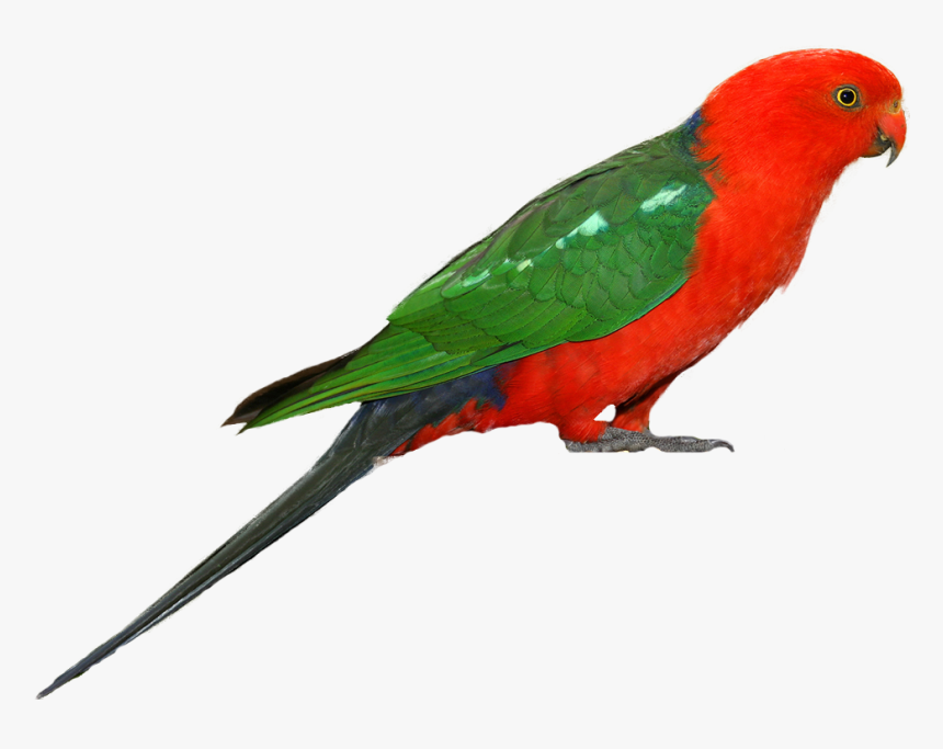 Parrot Png Clipart - King Parrot Png, Transparent Png