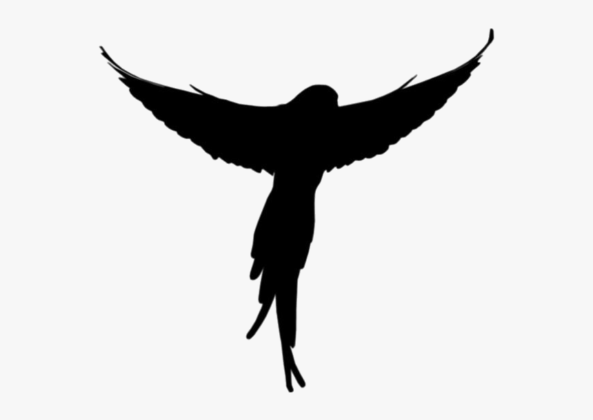 Green Parrot Png Full Hd With Transparent Bg - Full Hd Animals Png Hd, Png Download