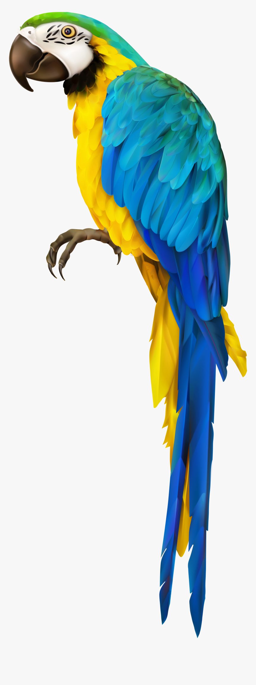Parrot Clipart Happy - Transparent Parrot Clipart, HD Png Download