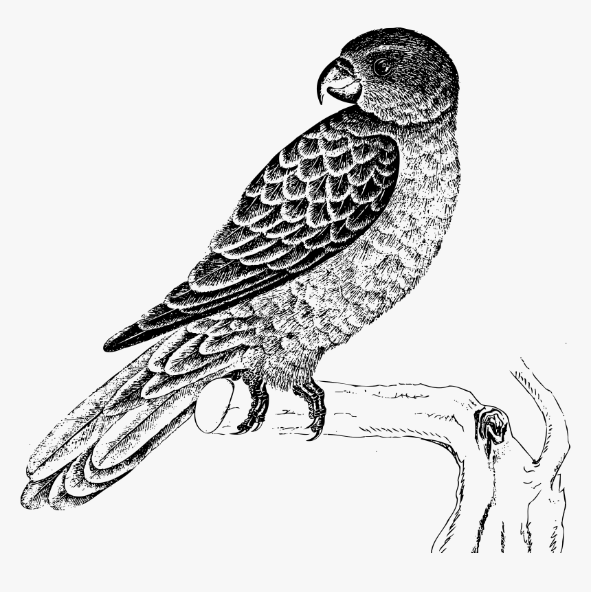 Blue-backed Parrot Clip Arts - Parrot Clipart Black And White, HD Png Download