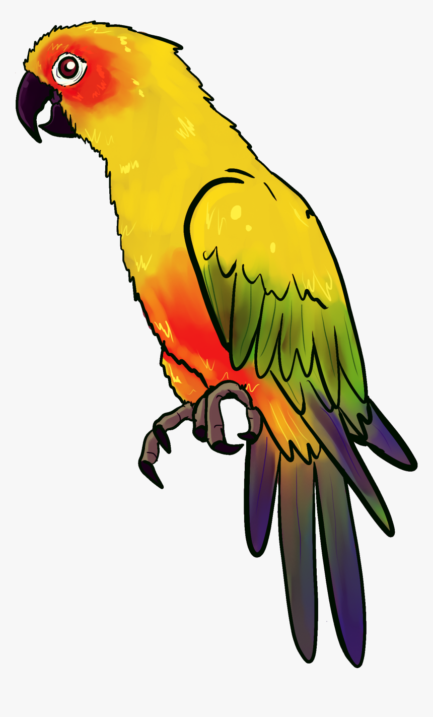 Drawing Of An Yellow Parrot Free Image - Parrot Drawing, HD Png Download