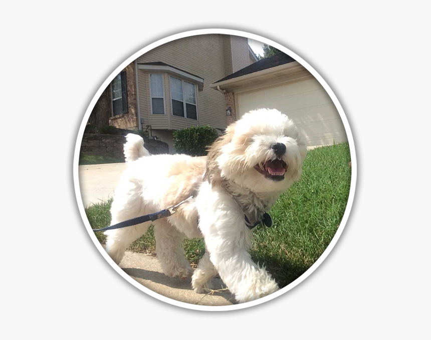 Labradoodle, HD Png Download