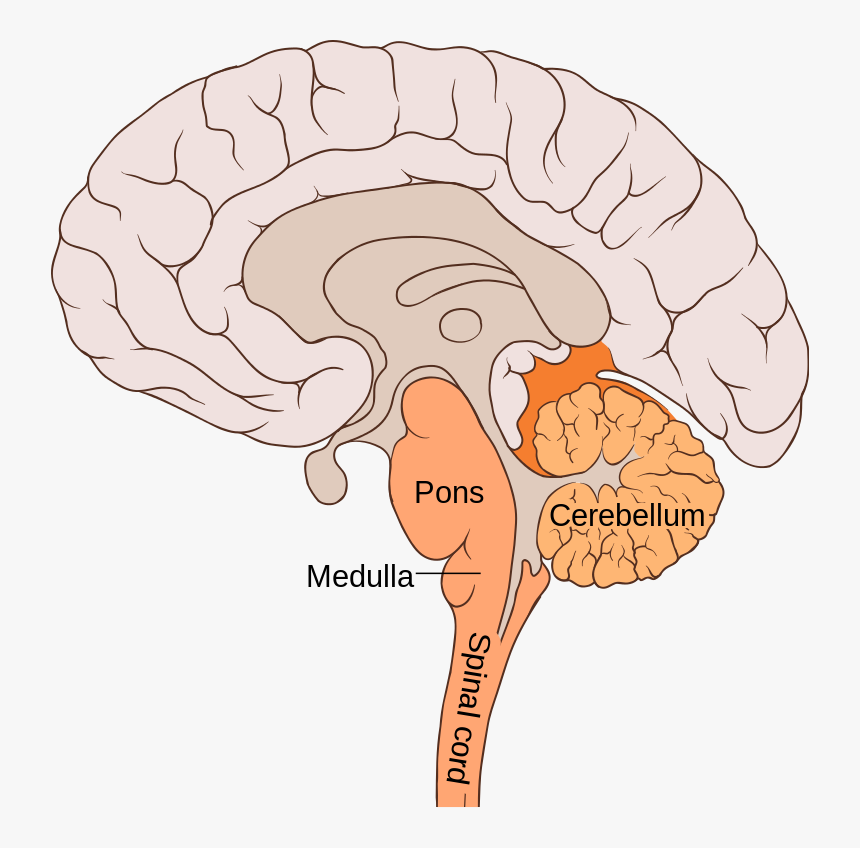 The Hindbrain - Pons Function, HD Png Download