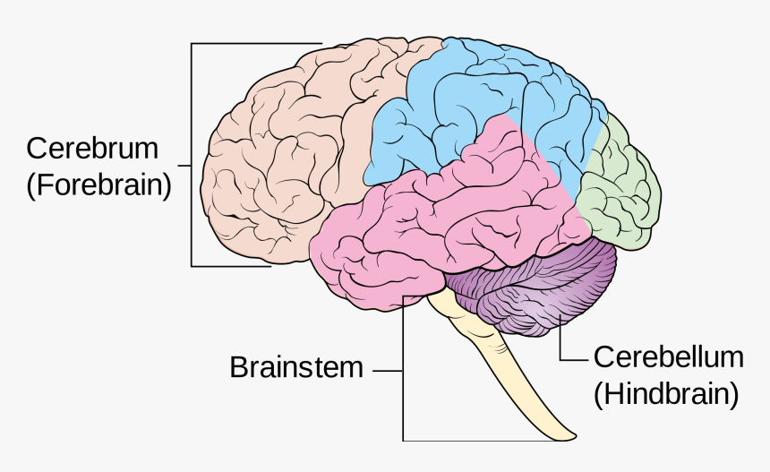 Female Diagram Brain - 4 Main Components Of The Brain, HD Png Download