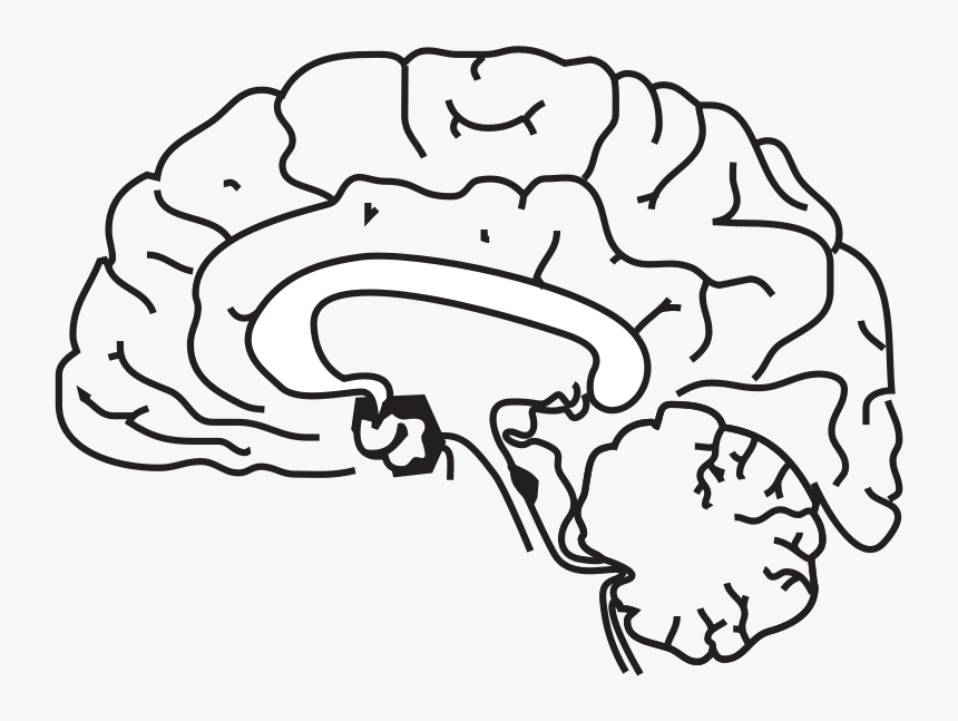 58294main The - Brain - In - Space Page 157 Brain Clipart - Grey Brain Clipart, HD Png Download