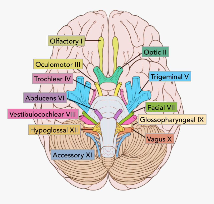 The Location Of The Cranial Nerves On The Cerebrum - Cranial Nerves, HD Png Download