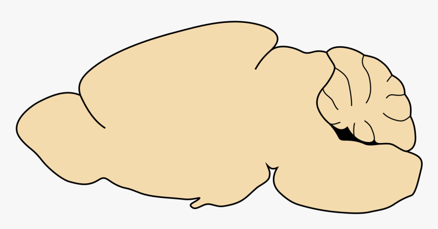 Mouse Brain Sagittal Outline, HD Png Download