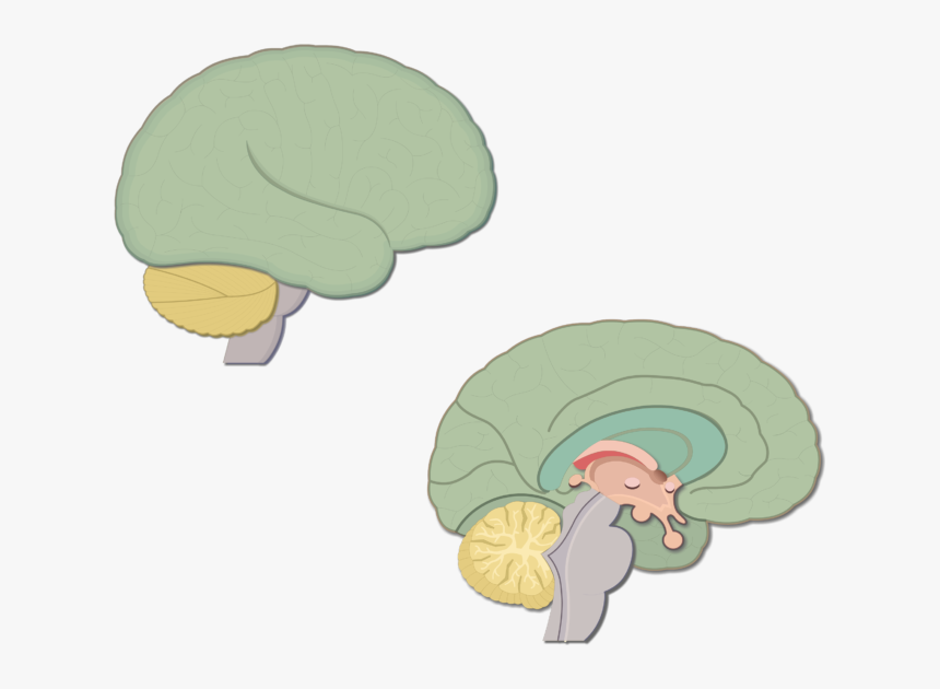 An Image Showing The Lateral And Sagittal View Of The - Brain Sagittal Cartoon, HD Png Download