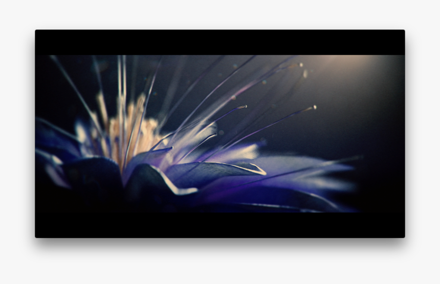 Monsta X Flower Mv, HD Png Download