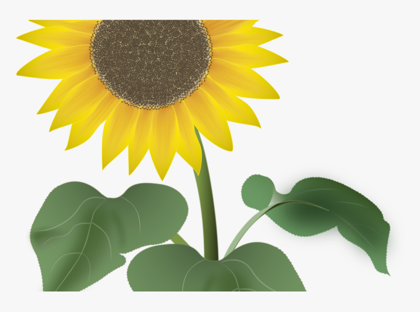 Sunflower For The Summer Vector Art By Noor - Test Management And Automation, HD Png Download