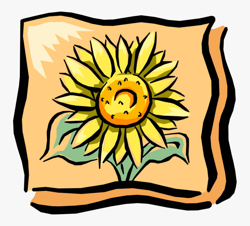 Vector Illustration Of Sunflower In Full Summer Bloom, HD Png Download