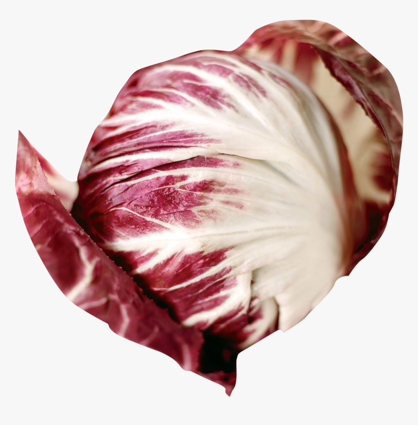 Radicchio - Radicchio Png, Transparent Png