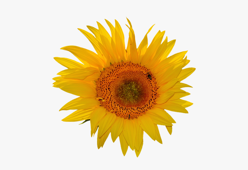 Sunflower Stickers Messages Sticker-5 - Transparent Background Sunflower Clipart, HD Png Download