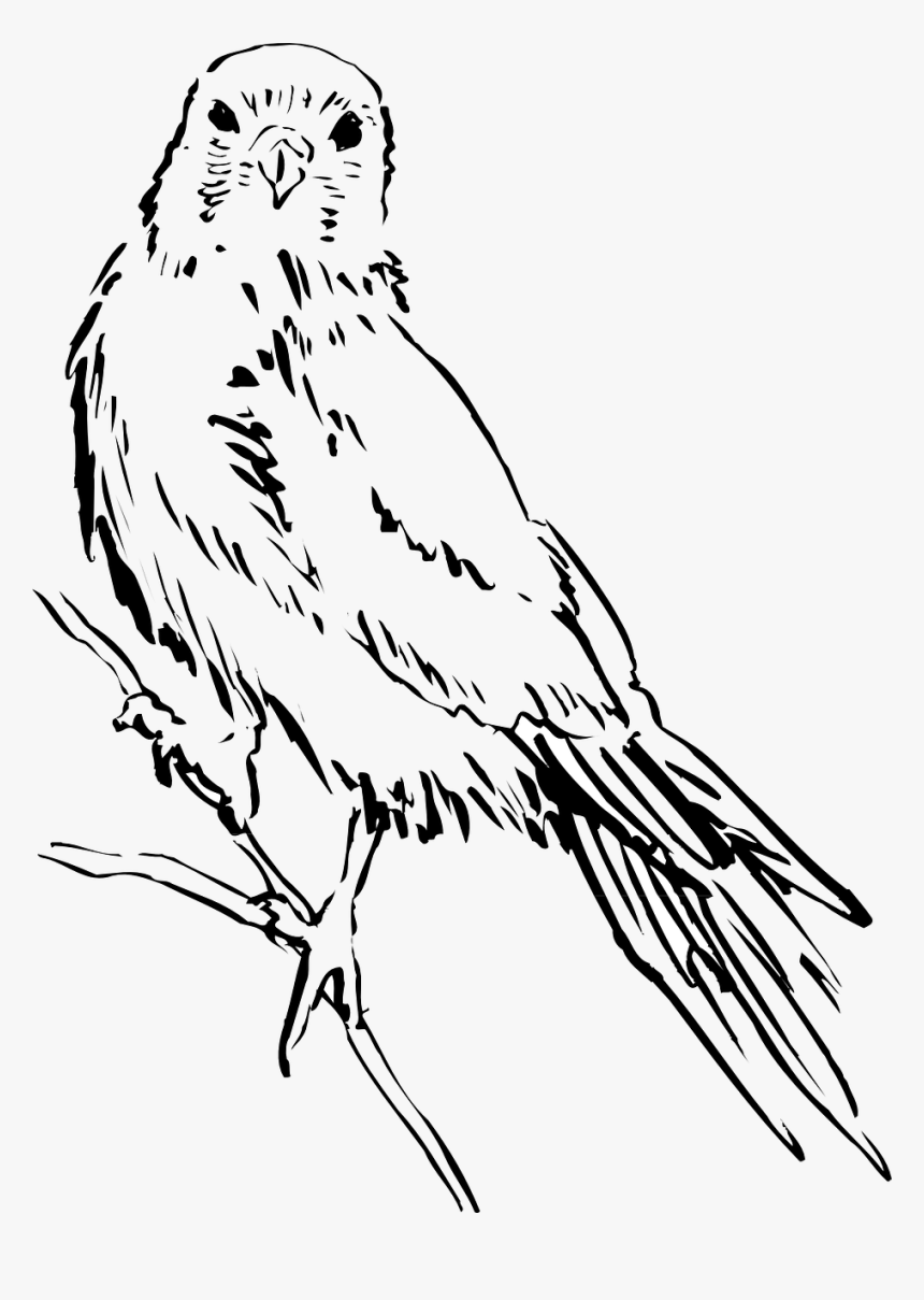 Bird Wings Png - Bird Sketch Png, Transparent Png