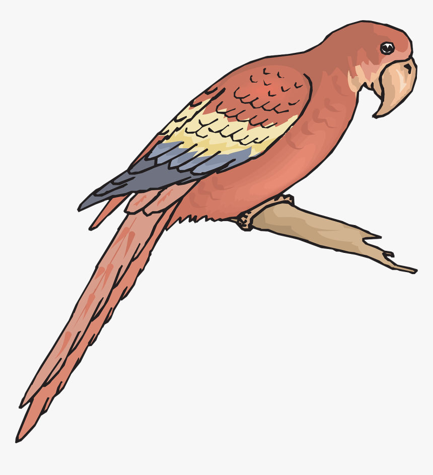 Bird Branch Wings Macaw Png Image - Macaw Coloring Page, Transparent Png