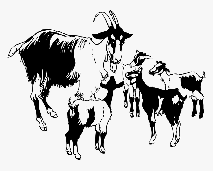 Goat Essay In English, HD Png Download